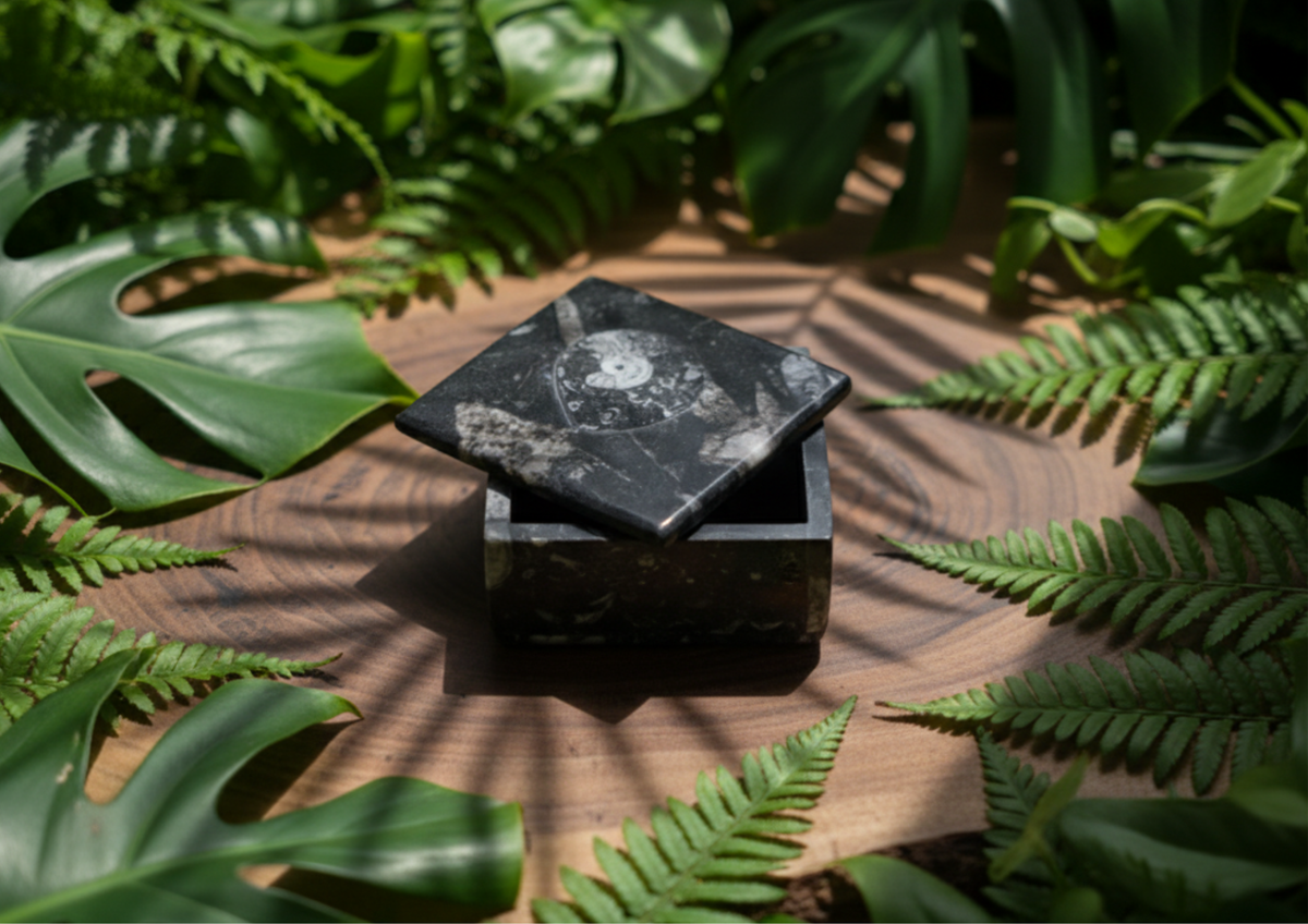 Kuber Stone Box ( Orthocerus Fossil )